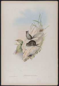 JOHN GOULD [1804 - 1881] Spotted Antechinus - Antechinus Maculatus hand-coloured lithograph from "The Mammals of Australia", 1851,