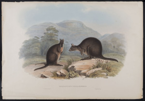 JOHN GOULD [1804 - 1881] Tasmanian Wallaby - Halmaturus Billardieri hand-coloured lithograph from "The Mammals of Australia", 1851, 55 x 38cm (sheet size); with explanatory sheet.