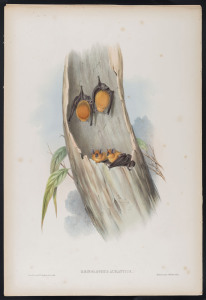 JOHN GOULD [1804 - 1881] Orange Horse-shoe Bat - Rhinophus Aurantius hand-coloured lithograph from "The Mammals of Australia", 1851, 55 x 38cm (sheet size); with explanatory sheet.