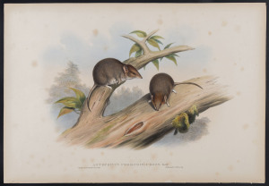 JOHN GOULD [1804 - 1881] Rusty-fronted Antechinus - Antechinus Ferruginifrons hand-coloured lithograph from "The Mammals of Australia", 1851, 38 x 55cm (sheet size); with explanatory sheet.