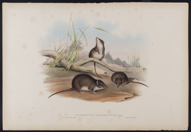 JOHN GOULD [1804 - 1881] White-bellied Antechinus - Antechinus Leucogaster hand-coloured lithograph from "The Mammals of Australia", 1851, 38 x 55cm (sheet size); with explanatory sheet.
