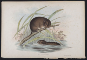 JOHN GOULD [1804 - 1881] Dusky-footed Rat - Mus Fuscipes hand-coloured lithograph from "The Mammals of Australia", 1851, 38 x 55cm (sheet size); with explanatory sheet.