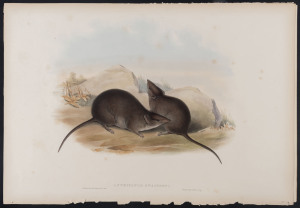 JOHN GOULD [1804 - 1881] Swainson's Antechinus - Swainsoni hand-coloured lithograph from "The Mammals of Australia", 1851, 38 x 55cm (sheet size); with explanatory sheet.