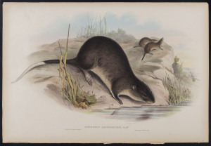 JOHN GOULD [1804 - 1881] White-bellied Beaver-Rat - Hydromys Leucogaster hand-coloured lithograph from "The Mammals of Australia", 1851, 38 x 55cm (sheet size); with explanatory sheet.