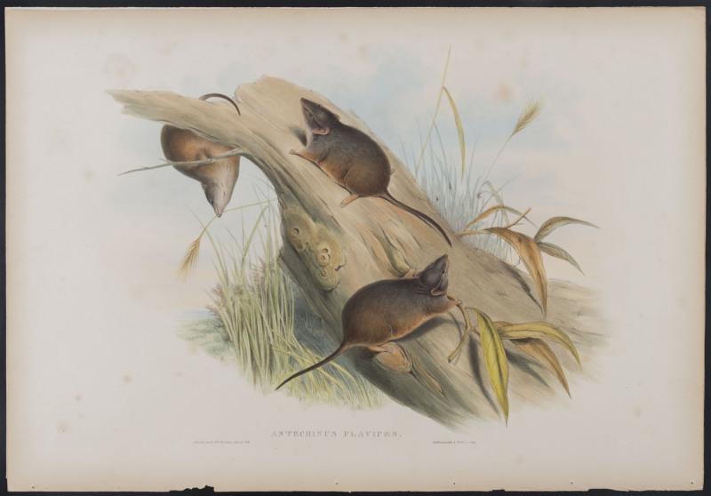 JOHN GOULD [1804 - 1881] Rusty-footed Antechinus - Antechinus Flavipes hand-coloured lithograph from "The Mammals of Australia", 1851, 38 x 55cm (sheet size); with explanatory sheet.