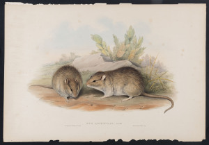 JOHN GOULD [1804 - 1881] Long-haired Rat - Mus Longipilis hand-coloured lithograph from "The Mammals of Australia", 1851, 38 x 55cm (sheet size); with explanatory sheet.