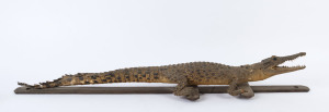 A taxidermied saltwater baby crocodile mounted on wooden cross, late 19th century, ​95cm long