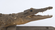 A taxidermied saltwater baby crocodile mounted on wooden cross, late 19th century, ​95cm long - 2