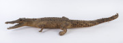 A taxidemied baby saltwater crocodile, early 20th century, ​106cm long