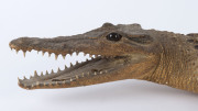 A taxidemied baby saltwater crocodile, early 20th century, ​106cm long - 2