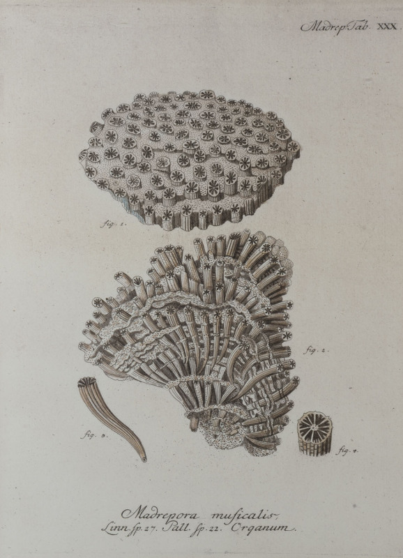 Set of three prints of coral specimens, attractively framed and mounted, 103 x 83cm overall