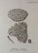 Set of three prints of coral specimens, attractively framed and mounted, 103 x 83cm overall