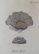 Set of three prints of coral specimens, attractively framed and mounted, 103 x 83cm overall - 2