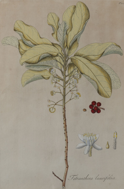 A pair of 18th century botanical hand-coloured engravings, ​44 x 29cm