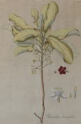 A pair of 18th century botanical hand-coloured engravings, ​44 x 29cm