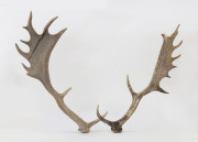 Two elk horn antlers, 20th century, 54cm and 57cm high