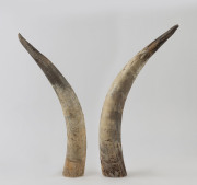 A pair of Texas longhorn steer horns, the longest 59cm