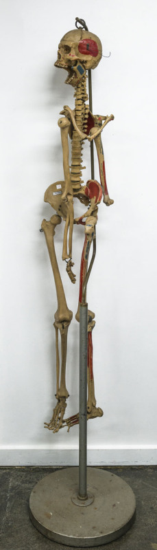 A replica human skeleton medical display by "Welch of Chicago, USA", 203cm on stand