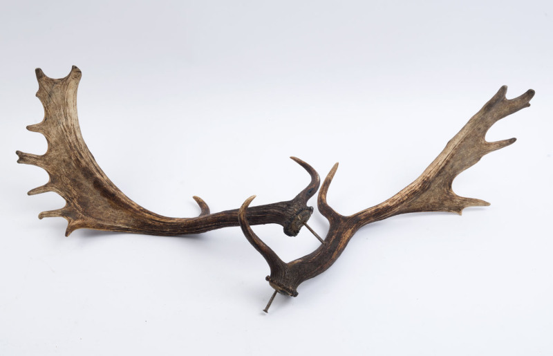 A pair of elk horn antlers, 19th/20th century, ​58cm long