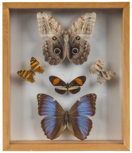 A framed butterfly display, 20th century, 31 x 26cm overall