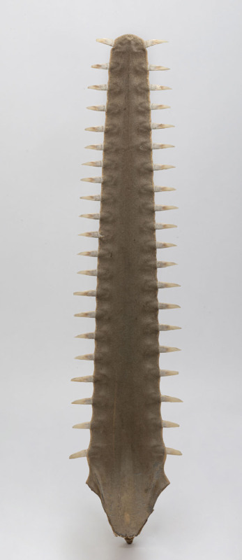 A sawfish bill, mid 20th century, ​77cm high