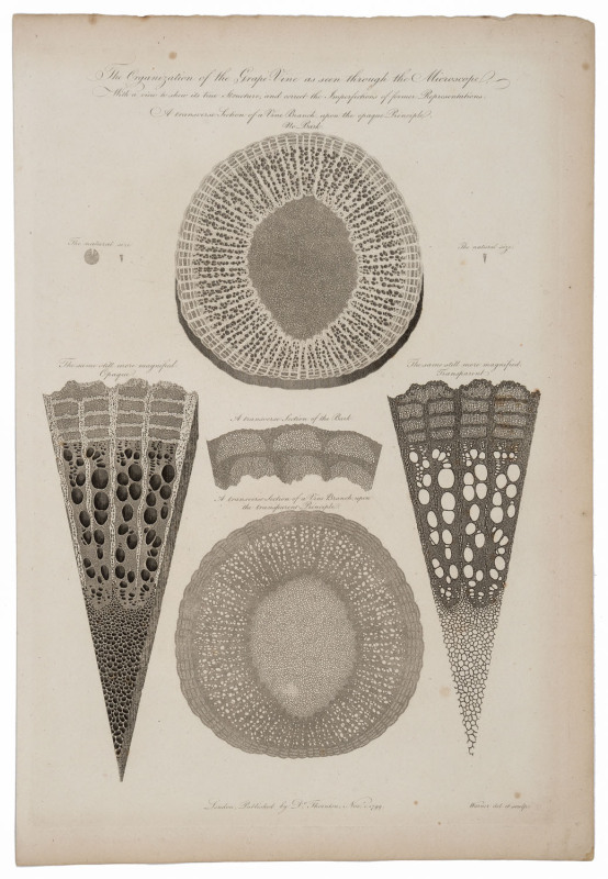 Dr. Robert John THORNTON (English, 1768 - 1837), A group of five full-page engraved plates from his "Elements of Botany", including "The Organization of the Grape-Vine as seen through the Microscope" [1799]; "Transverse Sections of Roots...." [1799]; "Ana