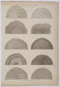 Dr. Robert John THORNTON (English, 1768 - 1837), A group of five full-page engraved plates from his "Elements of Botany", including "The Organization of the Grape-Vine as seen through the Microscope" [1799]; "Transverse Sections of Roots...." [1799]; "Ana - 2