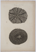 Dr. Robert John THORNTON (English, 1768 - 1837), A group of five full-page engraved plates from his "Elements of Botany", including "The Organization of the Grape-Vine as seen through the Microscope" [1799]; "Transverse Sections of Roots...." [1799]; "Ana - 3