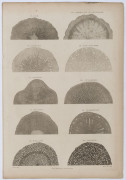 Dr. Robert John THORNTON (English, 1768 - 1837), A group of five full-page engraved plates from his "Elements of Botany", including "The Organization of the Grape-Vine as seen through the Microscope" [1799]; "Transverse Sections of Roots...." [1799]; "Ana - 4