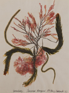 SEAWEED: An album in which 81 examples of seaweed are displayed on annotated pages, with the location and year of collection noted. Examples include Sorrento - Summer '82, Flinders - Winter '82, Point King '82, Dromana Bay - Jan.84, Mount Martha '84, Point Leo '84, Flinders '93, Dromana '94, Mt. Martha '94, Bridgeport, South Australia - April 1996, Waratah Bay Victoria '99, etc.