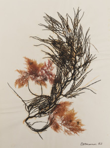 SEAWEED: A similar album in which 88 examples of seaweed are displayed on annotated pages, with the location and year of collection noted. Examples include Flinders Winter '82, Sorrento '82, Point Leo '82, Shoreham '83, Mt.Martha '84, Magnetic Island N.Q. Aug.92, Blackwater Qld '93, Sorrento March '94, Bridgeport S.A. April 1996, etc.