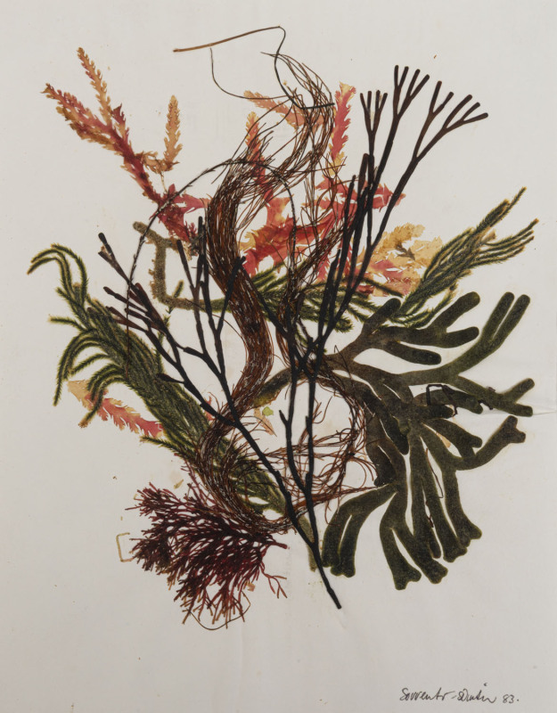 SEAWEED: A similar range in two albums and loose; almost all attractively displayed and annotated on individual pages. (60 displays).