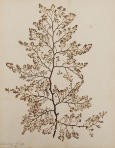 SEAWEED: An old-time album into which numerous annotated examples of seaweeds have been displayed. Nearly every example is dated and located, with examples including Lough Foyle, Ireland 1848, Lough Swilly, Ireland 1853, Moville, Ireland 1854, Cape of Good Hope 1854, St.Kilda 1872, Brighton 1874, Queenscliff 1876, Portsea 1876, Queenscliff 1881, St.Kilda 1882, Manly Sydney Harbour 1884, Lane Cove 1884, Watson's Bay 1886, Botany Bay 1886, Bondi 1887, Manly 1888, San Remo 1890, Flinders 1897, St.K