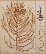 SEAWEED: An old-time album into which numerous annotated examples of seaweeds have been displayed. Nearly every example is dated and located, with examples including Lough Foyle, Ireland 1848, Lough Swilly, Ireland 1853, Moville, Ireland 1854, Cape of Goo - 2