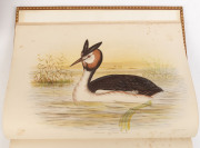 Gracius J. BRIONOWSKI, The Birds of Australia, in six volumes [Charles Sturt & Co.,], 1890. Modern rebinding in leather with gilt decorations and raised bands to the spines. - 3