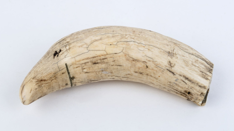 An antique sperm whale's tooth, 19th century, ​19cm high