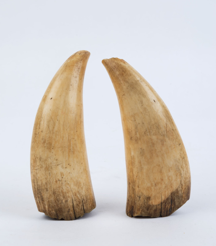 A pair of sperm whale's teeth, 19th century, 16cm high