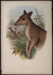 JOHN GOULD (1804 - 1881) Dusky Pademelon - Dorcopsis Bruni (Filander.), hand-coloured lithograph from "The Mammals of Australia", 1851, 56 x 38cm (sheet size); with explanatory page.