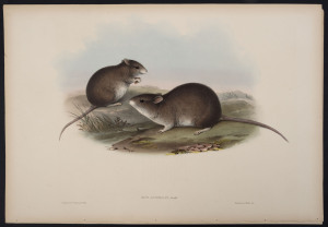 JOHN GOULD (1804 - 1881) Allied Rat - Mus Assimilis, Gould. hand-coloured lithograph from "The Mammals of Australia", 1851, 38 x 56cm (sheet size); with explanatory page.