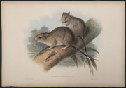 JOHN GOULD (1804 - 1881) Brush-Tailed Tree-rat - Hapalotis Hemileucura. Elsey's Hapalotis. hand-coloured lithograph from "The Mammals of Australia", 1851, 38 x 56cm (sheet size); with explanatory page.