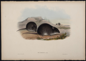 JOHN GOULD (1804 - 1881) Sordid Rat - Mus Sordidus, Gould. hand-coloured lithograph from "The Mammals of Australia", 1851, 38 x 56cm (sheet size); with explanatory page.