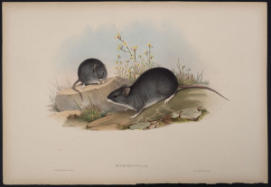 JOHN GOULD (1804 - 1881) White-footed Rat - Mus Manicatus, Gould. hand-coloured lithograph from "The Mammals of Australia", 1851, 38 x 56cm (sheet size); with explanatory page.