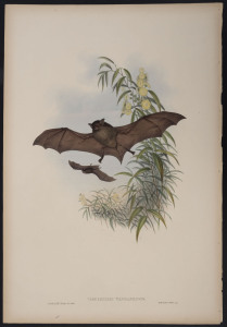 JOHN GOULD (1804 - 1881) Tasmanian Bat - Vespertilio Tasmanienis hand-coloured lithograph from "The Mammals of Australia", 1851, 56 x 38cm (sheet size); with explanatory page.