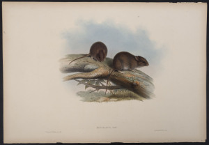 JOHN GOULD (1804 - 1881) Little Rat - Mus Nanusus, Gould. hand-coloured lithograph from "The Mammals of Australia", 1851, 38 x 56cm (sheet size); with explanatory page.