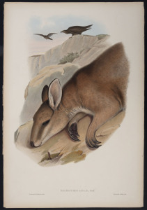JOHN GOULD (1804 - 1881) Agile Wallaby - Halmaturus Agilis, hand-coloured lithograph from "The Mammals of Australia", 1851, 56 x 38cm (sheet size); with explanatory page.