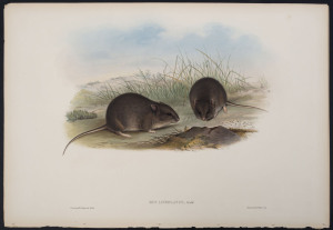 JOHN GOULD (1804 - 1881) Plain Rat - Mus Lineolatus, hand-coloured lithograph from "The Mammals of Australia", 1851, 38 x 56cm (sheet size); with explanatory page.