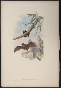 JOHN GOULD (1804 - 1881) Little Bat - Scotophilus Pumilus, hand-coloured lithograph from "The Mammals of Australia", 1851, 56 x 38cm (sheet size); with explanatory page.