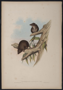 JOHN GOULD (1804 - 1881) Dusky Antechinus - Antechinus Unicolor, hand-coloured lithograph from "The Mammals of Australia", 1851, 56 x 38cm (sheet size); with explanatory page.