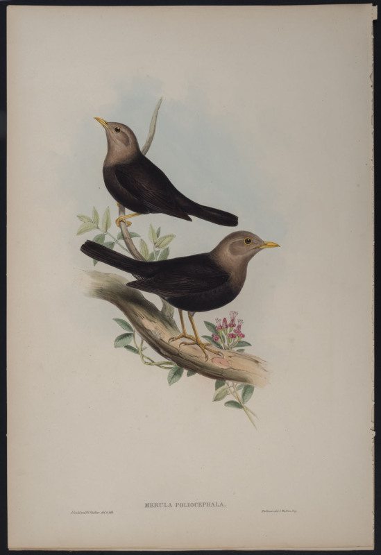 JOHN GOULD (1804 - 1881), Grey-headed Blackbird - Merula Poliocephala, hand-coloured lithograph from "The Birds of Australia", 55 x 37cm (sheet size); with explanatory page.