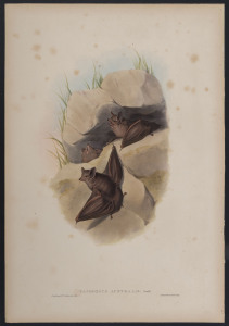 JOHN GOULD (1804 - 1881) Australian Taphozous - Taphozous Australis. hand-coloured lithograph from "The Mammals of Australia", 1851, 56 x 38cm (sheet size); with explanatory page.